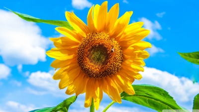 Proin quisque praesent per etiam